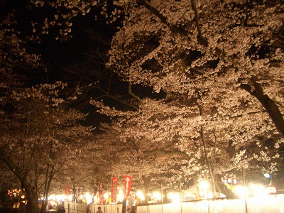 桜山 水戸の桜 お花見スポット